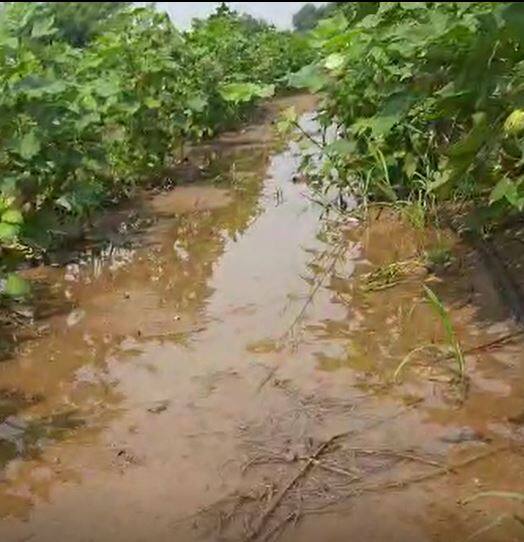 पावसामुळं कपाशीच्या बोंडांचे नुकसान