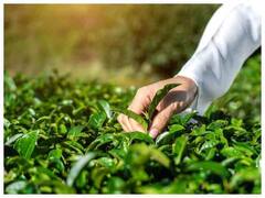 તુલસી, કેરી, મેથી સહિત આ 7 છોડના પાનથી અનેક રોગો દૂર થાય છે, જુઓ સંપૂર્ણ યાદી