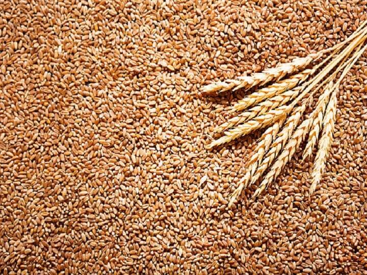 Nagpur Vidarbha news Wheat Price Stocking by big traders increase in wheat price by three to six rupees  Wheat Price : मोठ्या व्यापाऱ्यांची साठेबाजी, विदर्भात गव्हाच्या दरात तीन ते सहा रुपयांची वाढ