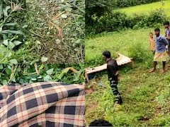 सरगुजा में नहीं थम रहा हाथियों का उत्पात, खेत में फसल की रखवाली कर रही महिला की कुचलकर ली जान