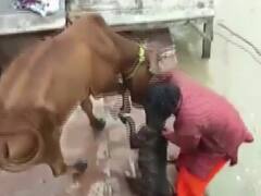 कानपुर में पिटबुल डॉग ने किया गाय पर हमला, लोहे के रॉड से हुई पिटाई के बाद छोड़ा