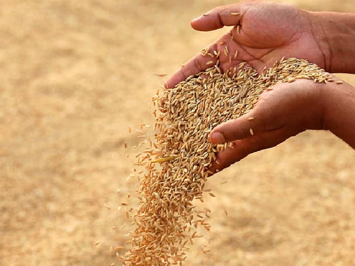 Top Paddy Varieties 18 Rice varieties reserve in national gene bank धान की इन 18 देसी प्रजाति को बचाने की पहल, नेशनल जीन बैंक में किया गया रिजर्व