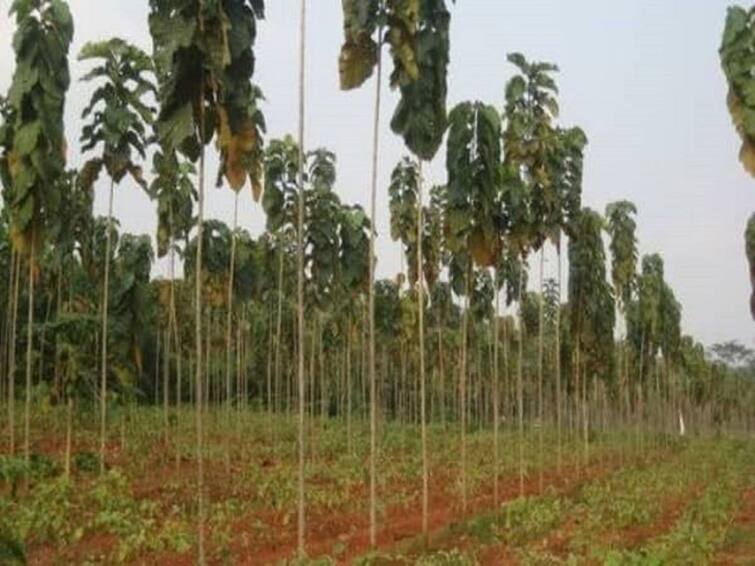 தஞ்சையில் தேவைக்கு ஏற்ப பணம் கொடுக்கும் தேக்கு சாகுபடி..! Thanjavur: The teak tree grows in countless places in the Cauvery Delta TNN தஞ்சையில் தேவைக்கு ஏற்ப பணம் கொடுக்கும் தேக்கு சாகுபடி..!