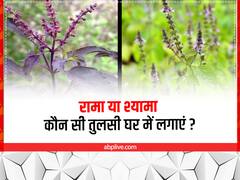Tulsi Rules: रामा - श्यामा तुलसी में क्या अंतर होता है? जानें घर में कौन सी तुलसी लगाना होता है शुभ