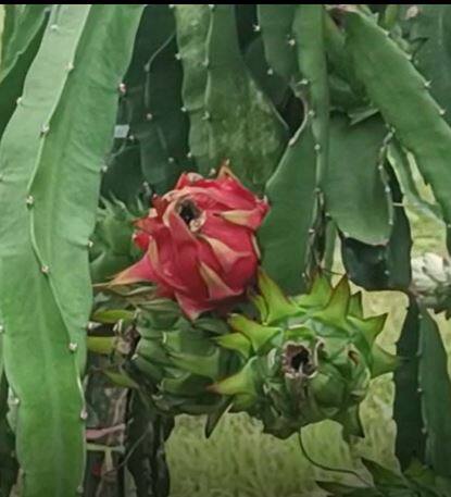 माळरानावर तरुणानं फुलवलं 'ड्रॅगन फ्रुट'