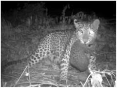 अपने बिछड़े हुए शावक से मिली मादा तेंदुआ, दिल को छू लेगा वायरल वीडियो