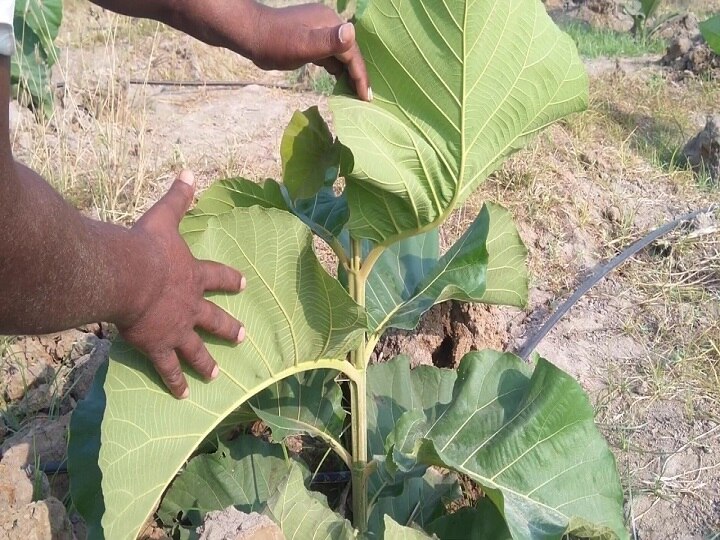 தஞ்சையில் தேவைக்கு ஏற்ப பணம் கொடுக்கும் தேக்கு சாகுபடி..!