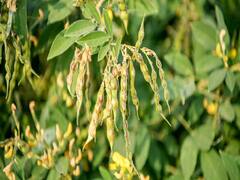 जरा भी लापरवाही बरती तो कम हो जायेगा अरहर का उत्पादन, कृषि एक्सपर्ट ने दिये कुछ टिप्स