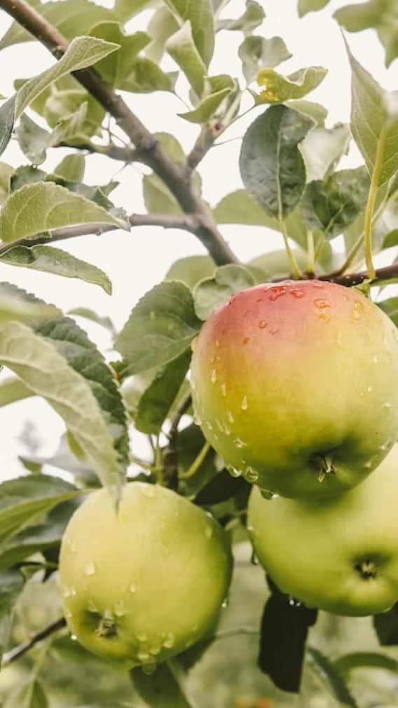 हेल्थ टिप्स: ज्यादा सेब का सेवन?  ध्यान दें 'ये' बातें