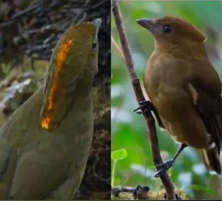 wildlife viral series like a mimicry artist that bird copies everything imitates every ones voice exactly Video: ਮਿਮਿਕਰੀ ਆਰਟਿਸਟ ਵਾਂਗ ਸਭ ਕੁਝ ਕਾਪੀ ਕਰਦਾ ਹੈ ਇਹ ਪੰਛੀ, ਹਰ ਕਿਸੇ ਦੀ ਆਵਾਜ਼ ਦੀ ਕਰਦਾ ਹੈ ਨਕਲ