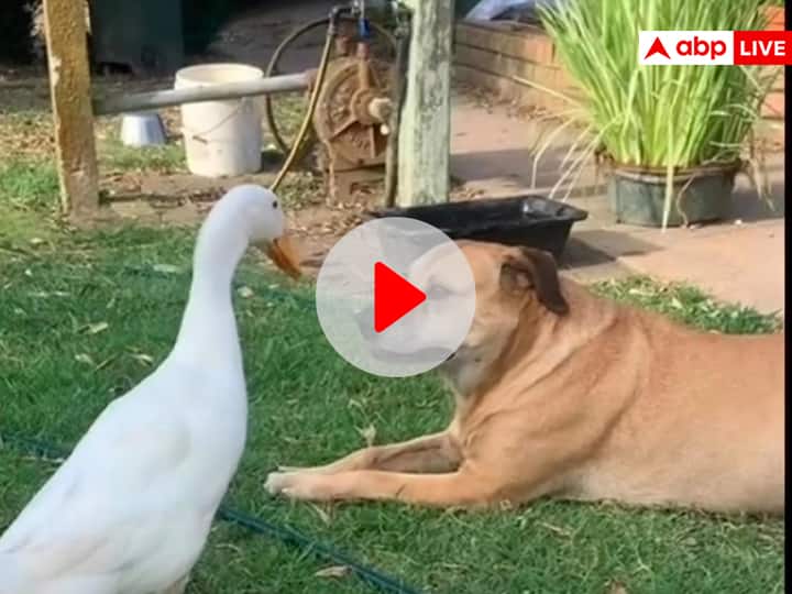 Funny Video: लगातार कुत्ते को चिढ़ा रही थी बत्तख, फिर जो हुआ उसे देख आपकी हंसी नहीं रुकेगी Duck teases dog continuously dog attacks on duck angrily funny viral video on social media Funny Video: लगातार कुत्ते को चिढ़ा रही थी बत्तख, फिर जो हुआ उसे देख आपकी हंसी नहीं रुकेगी