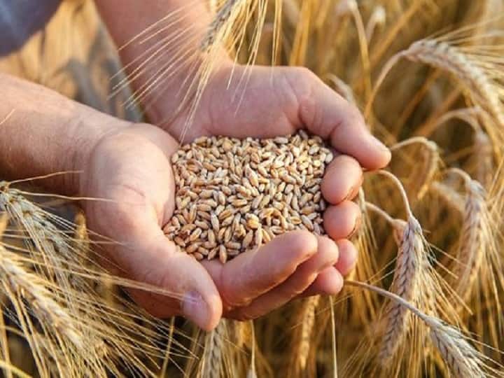 Wheat prices rise up to 3% on festive demand Wheat Prices : सणासुदीच्या मुहूर्तावर गव्हाला झळाळी, किंमतीत तीन टक्क्यांची वाढ