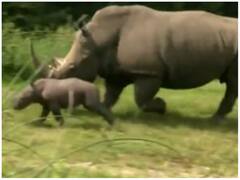 अपनी मां के साथ खेलते हुए दिखा गैंडे का बच्चा, दिल को सुकून दे रहा वीडियो