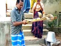 முட்டைகளை காக்க கோதுமை நாகத்துடன் மரண போராட்டம் நடத்திய கோழி பரிதாப பலி!