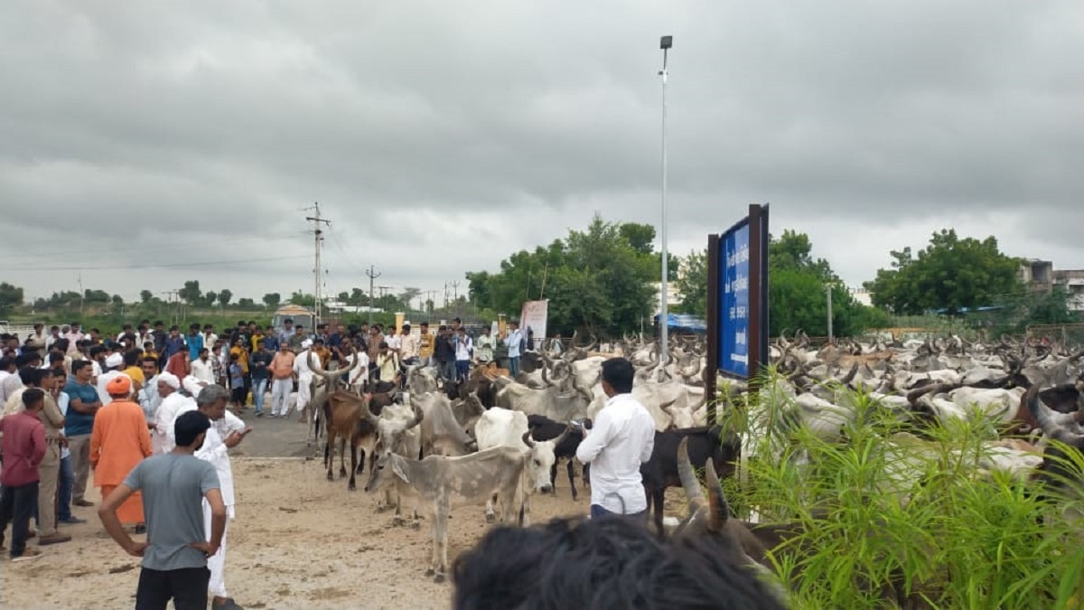 Gujarat Panjarapol Andolan : ઉત્તર ગુજરાતમાં રસ્તા પર ગાયો છોડી દેવાઇ, રસ્તા ગાયોને કારણે થઈ ગયા બ્લોક