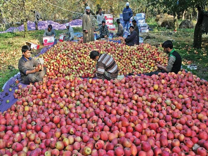 Apples may be expensive due to shortage of Kashmiri apples Apple Purchase: कश्मीरी सेब के हैं दीवाने तो इस एक वजह से इस बार खाने को तरस जाएंगे