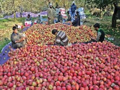 कश्मीरी सेब के हैं दीवाने तो इस एक वजह से इस बार खाने को तरस जाएंगे