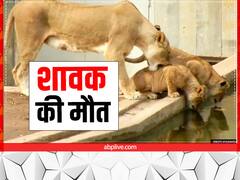 अमरेली में ट्रेन की चपेट में आया शावक, हुई मौत, अधिकारियों ने लोको पायलट से की पूछताछ