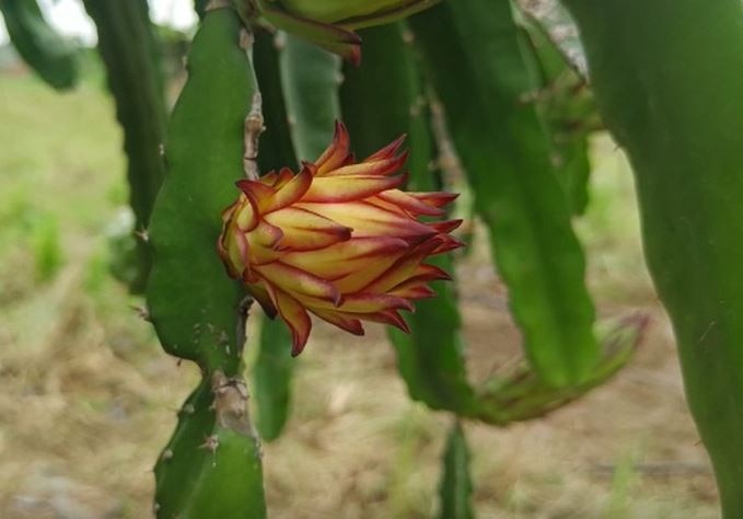 Dragon Fruit : पारधी समाजातील तरुणानं शोधली नवी वाट, आनंदवाडीच्या माळरानावर फुलवलं 'ड्रॅगन फ्रुट