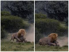 जंगल में शेर ने पल भर में किया सूअर का शिकार, पलक झपकते ही जबड़ों में पकड़ा