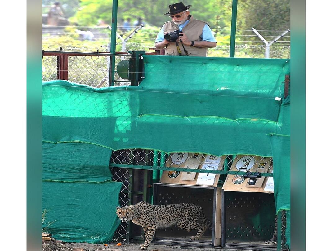 Report On Trees Being Cut For PM's Cheetah Reintroduction Event Fake: MP Forest Dept Report On Trees Being Cut For PM's Cheetah Reintroduction Event Fake: MP Forest Dept Report On Trees Being Cut For PM's Cheetah Reintroduction Event Fake: MP Forest Dept