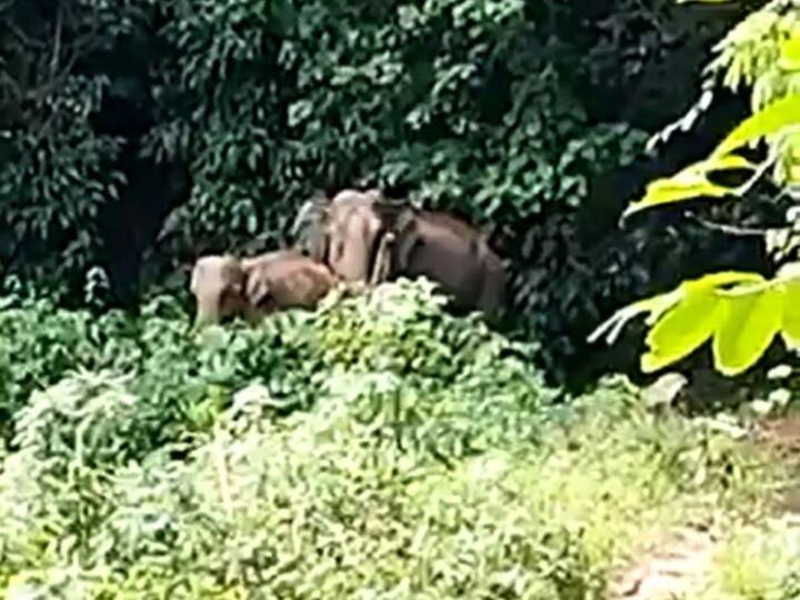 Viral video Tamil Nadu How this mother elephant thanked forest officials after reuniting with her baby Viral Video: ఫారెస్ట్ ఆఫీసర్లకు థాంక్స్ చెప్పిన ఏనుగు, ఎలాగో చూడండి