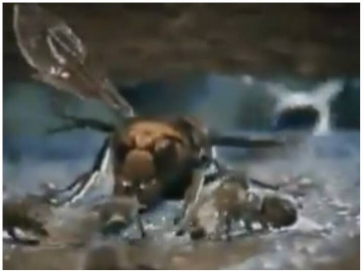 Honey bee wasp fight viral video on Social Media Video: ततैया ने मधुमक्खी पर किया हमला, चंद सेकेंड में मिली दर्दनाक मौत