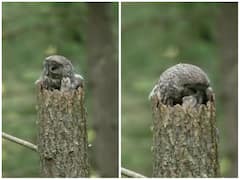 Video: उल्लू ने बच्चे पर लुटाया प्यार, दिल जीत लेगा ममता भरा वीडियो