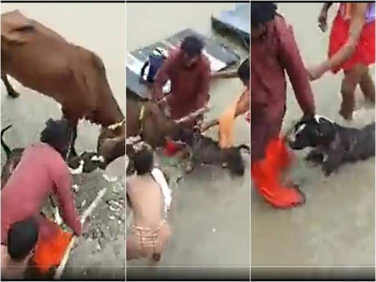Pitbull Dog Attacks Cow in Kanpur Locals Come to the Rescue watch video Watch Video: மாட்டின் கழுத்தை கவ்விய பிட்புல் நாய்… காப்பாற்ற போராடும் மக்கள் - வீடியோ வைரல்!