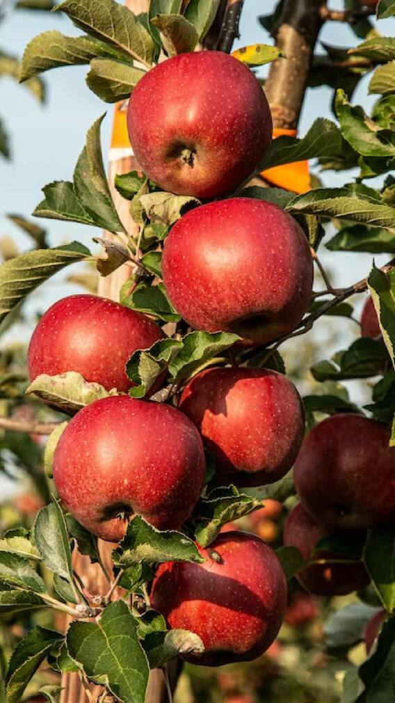 हेल्थ टिप्स: ज्यादा सेब का सेवन? ध्यान दें 'ये' बातें हेल्थ टिप्स: ज्यादा सेब का सेवन? ध्यान दें 'ये' बातें