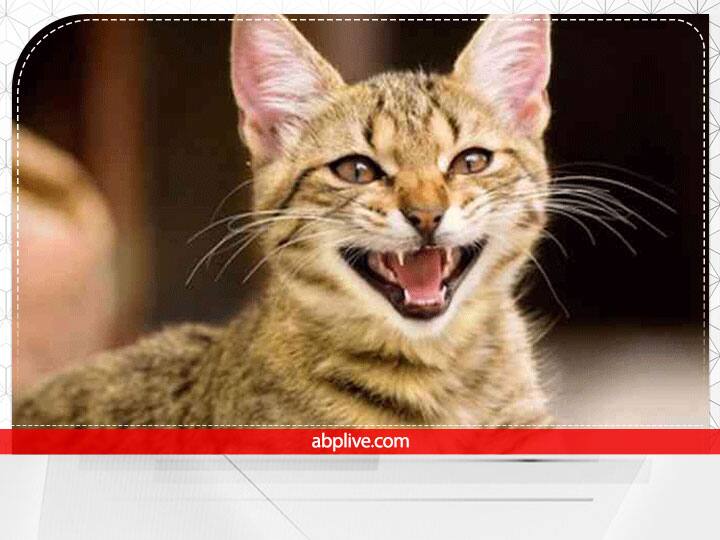 सपने में सफेद बिल्ली दिखाई दे तो इसका मतलब है कि आने वाले समय में आपको अचानक से कहीं से धन की प्राप्ति हो सकती है.