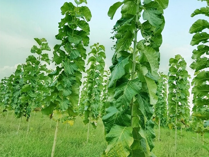 தஞ்சையில் தேவைக்கு ஏற்ப பணம் கொடுக்கும் தேக்கு சாகுபடி..!