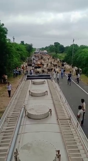 Gujarat Panjarapol Andolan : ઉત્તર ગુજરાતમાં રસ્તા પર ગાયો છોડી દેવાઇ, રસ્તા ગાયોને કારણે થઈ ગયા બ્લોક