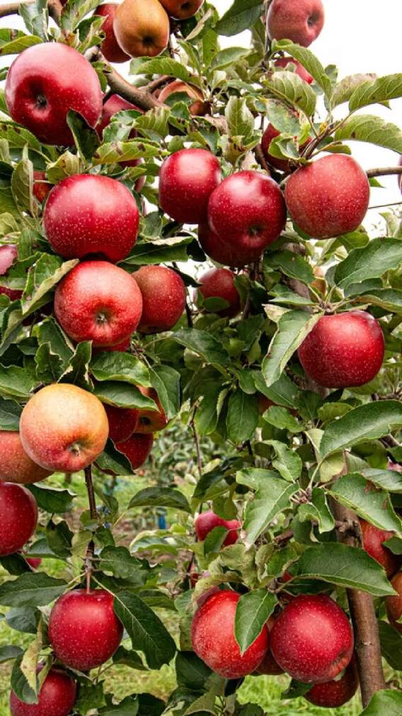 हेल्थ टिप्स: ज्यादा सेब का सेवन? ध्यान दें 'ये' बातें हेल्थ टिप्स: ज्यादा सेब का सेवन? ध्यान दें 'ये' बातें
