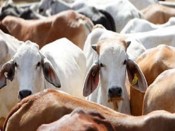 MP: Animal fair and haat banned in Jabalpur due to lumpy virus ann MP News: लंपी वायरस के चलते जबलपुर में पशु मेला और हाट पर लगाई गई रोक, आदेश न मानने वालों पर होगी सख्त कार्रवाई
