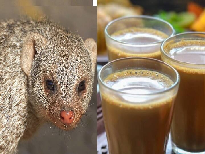 Pandharpur News Latest Update mongoose Drinking Tea at Chay Tapari Pandharpur: काय म्हणता? मुंगूसाला चहाची तलफ! पंढरपुरात 'चहाबाज' मुंगूसाची जोरदार चर्चा 