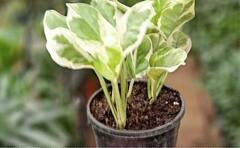 Vastu Tips For Money Plant: મની પ્લાન્ટ લગાવતી વખતે ન કરો આ ભૂલો, લાભને બદલે થશે નુકસાન