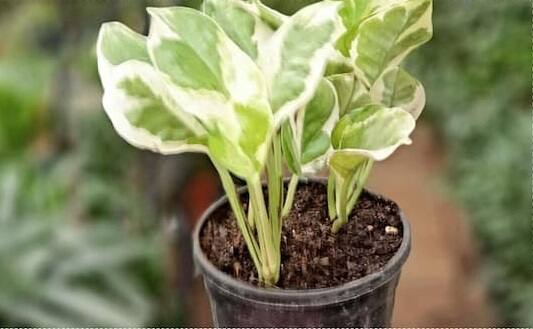 મોટાભાગના ઘરોમાં મની પ્લાન્ટ પ્લાન્ટ હોય છે. ધનની અછત દૂર કરવા અને આર્થિક સ્થિતિ સુધારવા માટે ઘરમાં મની પ્લાન્ટ લગાવવો શુભ માનવામાં આવે છે. એવું માનવામાં આવે છે કે જે ઘરમાં મની પ્લાન્ટ હોય ત્યાં દેવી લક્ષ્મીની કૃપા રહે છે