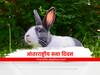 Rabbit Day : आंतरराष्ट्रीय ससा दिवस, इंजिनीअरची नोकरी सोडून तरुण करतोय ससे पालन, महिन्याला मिळवतोय 90 हजारांचा नफा