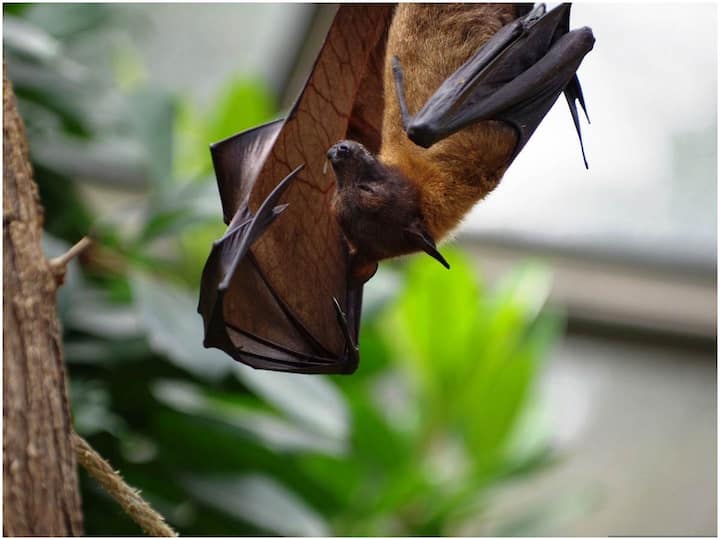 Scientists are warning that Khosta 2 virus similar to Covid in Russian bats can infect humans Khosta 2 Virus: రష్యన్ గబ్బిలాలలో కోవిడ్‌లాంటి వైరస్, మనుషులకు సోకే అవకాశం ఉందని హెచ్చరిస్తున్న శాస్త్రవేత్తలు