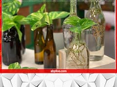 Vastu Tips For Money Plant: मनी प्लांट लगाते समय न करें ये गलतियां, फायदे की जगह हो जाएगा नुकसान