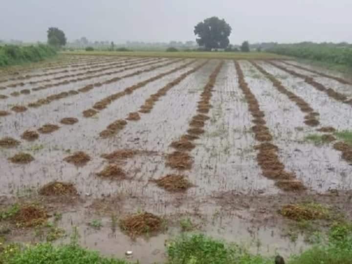 rajasthan news Heavy rains increased the problems of farmers damage urad and soybean crops ann Rajasthan News: मानसून की विदाई से पहले भारी बारिश ने किसानों की मुश्किलें बढ़ाई, उड़द और सोयाबीन की फसलों को नुकसान