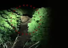 ગોંડલમાં ફરી જંગલના રાજાના આંટાફેરા, લોકોમાં ભયનો માહોલ; જુઓ વીડિયો