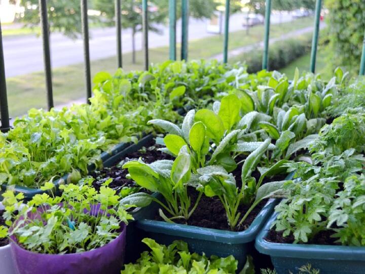 Grow Green Vegetables at Home: सितंबर आते-आते रिमझिम बारिश के कारण हल्की ठंड हो जाती है. इस बीच घर पर ही कंटेनर में सरसों, पालक, मेथी, धनिया और लहसुन उगाकर सर्दियों के लिये किचन गार्डनिंग कर सकते हैं.