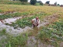 मानसून की आखिरी बारिश ने किसानों की मेहनत पर फेरा पानी, फसल हुई अंकुरित