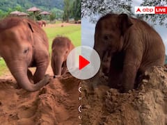 मिट्टी के टीले पर खेलते हाथी के बच्चों का Video वायरल, आप भी देखकर मुस्कुराएंगे