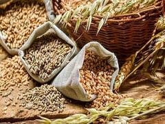 Wheat Cultivation: ਕਣਕ ਦੀ ਅਗੇਤੀ ਬਿਜਾਈ 'ਤੇ ਬੰਪਰ ਝਾੜ ਦਿੰਦੀਆਂ ਹਨ ਇਹ ਕਿਸਮਾਂ, ਪੰਜਾਬ-ਹਰਿਆਣਾ 'ਚ ਹੁੰਦੀ ਹੈ ਖੂਬ ਬਿਜਾਈ