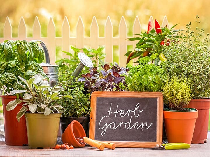 Mini Herbal Garden at home with these spices & Herbal Plants Urban Farming: अब घर पर ही बनाएं खुद का हर्बल गार्डन, ये पौधे लगाने पर महकेगा घर-आंगन