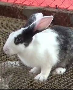 Photo : इंजिनीअरची नोकरी सोडून तरुण करतोय ससे पालन