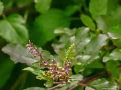 Tulsi Rules : राम आणि कृष्ण तुळसमध्ये नेमका फरक काय? घरात कोणती तुळस शुभ असेल? वाचा सविस्तर माहिती